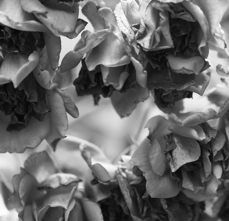 Black and white backgroundの写真素材