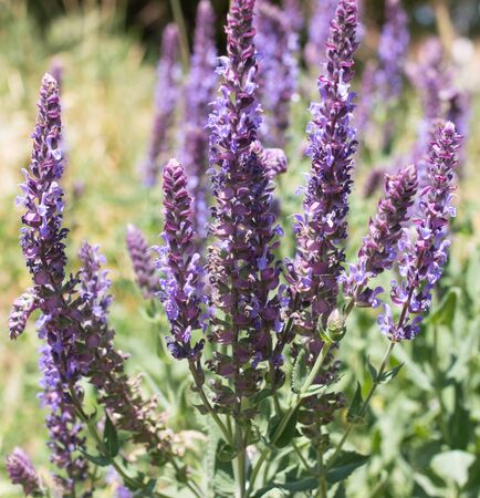 Lilac flowersの写真素材