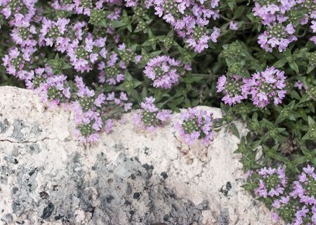 Small lilac flowers as a backgroundの写真素材