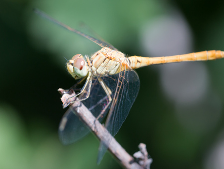 dragonflyの写真素材