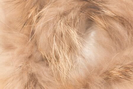 brown fur on a white background