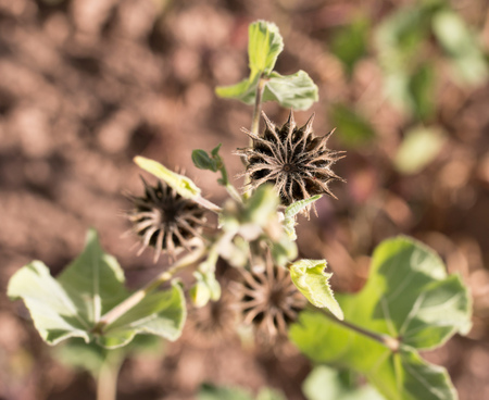 Spiny flower on a branchの写真素材