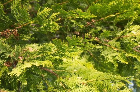 a branch of spruce as background