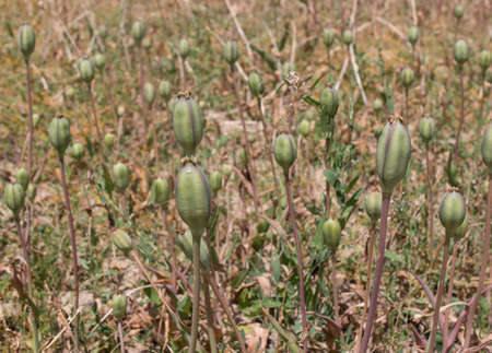 Plant with seedsの写真素材