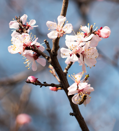 Apricot flowers on a branchの写真素材