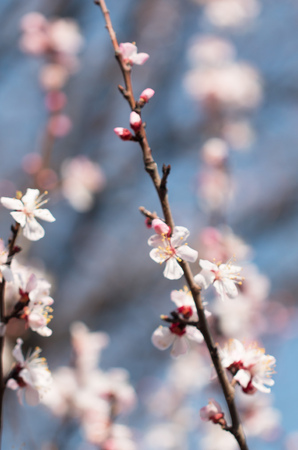 Apricot flowers on a branchの写真素材