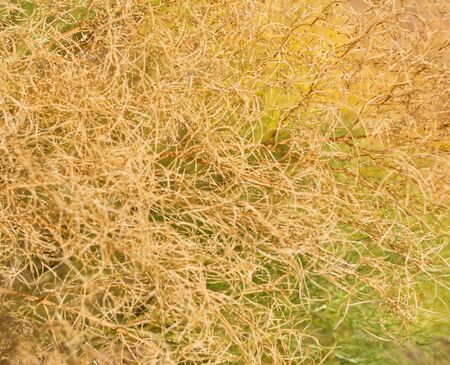 Dry grass as background
