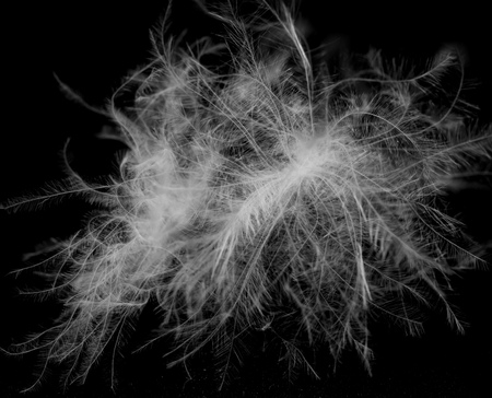 White bird feathers on a black background