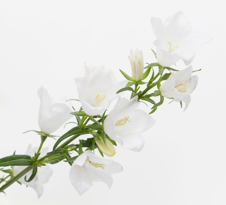 Branch with white flowersの写真素材