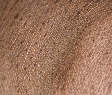 hippo skin as backgroundの写真素材