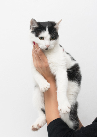 black and white catの写真素材