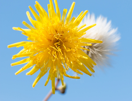 dandelion on a blue backgroundの写真素材
