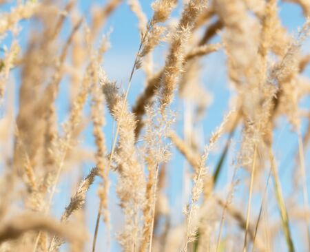 plant with seeds on a blue background