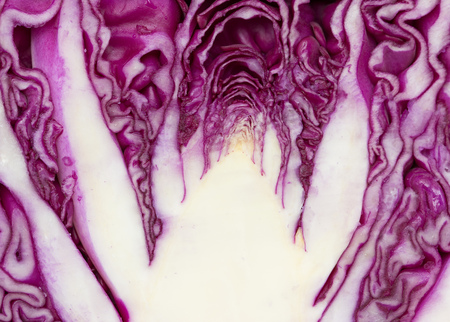 sliced red cabbageの写真素材