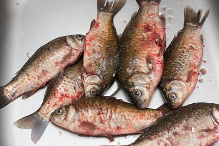 cleaning fish on the scalesの写真素材