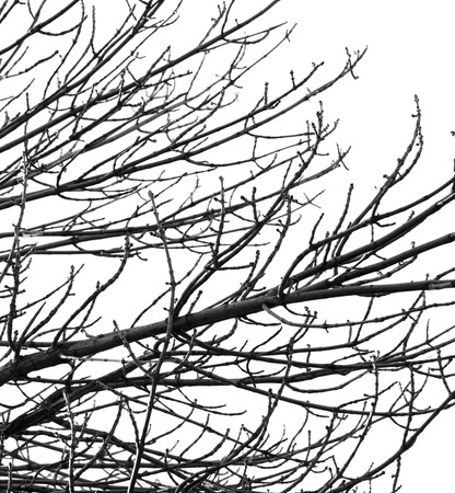 bare branches of a tree on a white backgroundの写真素材
