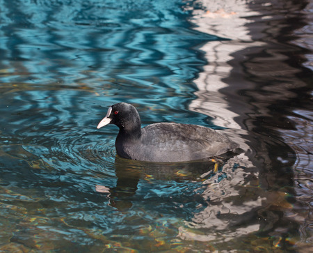 waterfowl in waterの写真素材
