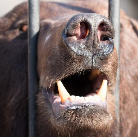 bear fallの写真素材