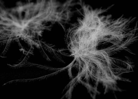 White fluff of a bird on a black backgroundの写真素材