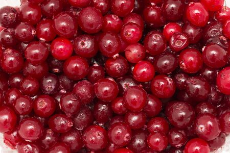 fresh cranberries on a white background