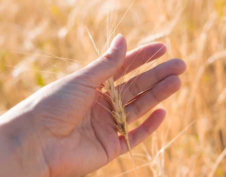 Ears of wheat in handの写真素材