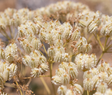 dry flowersの写真素材