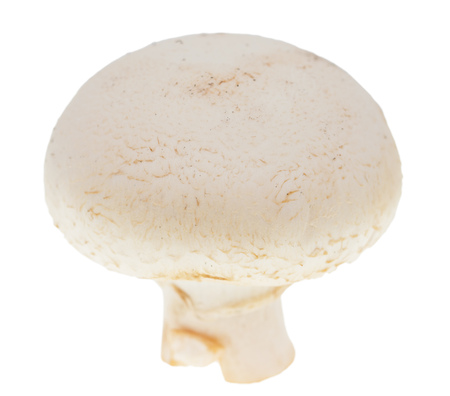 champignons on a white backgroundの写真素材