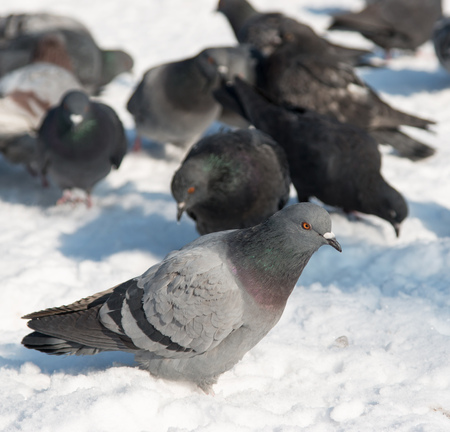 gray pigeons on snowの写真素材