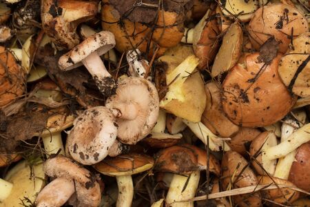 Forest mushrooms