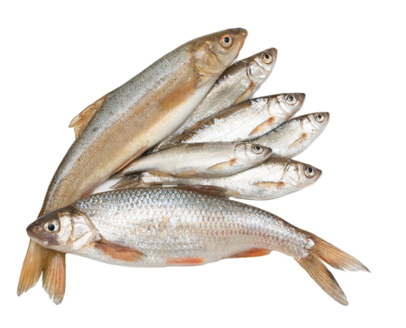 small fish on a white background