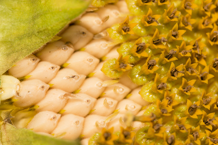 sunflower as a backgroundの写真素材