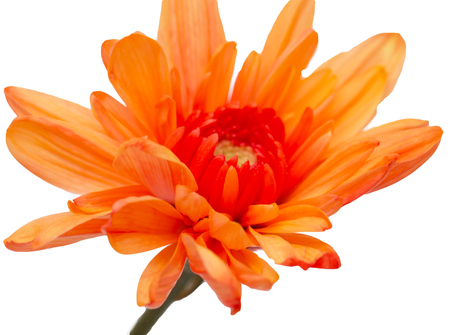Orange chrysanthemum on a white backgroundの写真素材