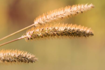 grass with seeds