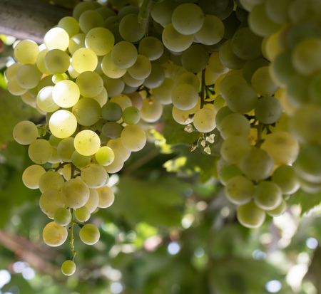 grapesの写真素材