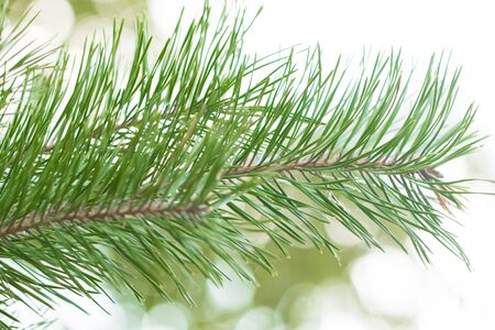 spruce branches in the fog