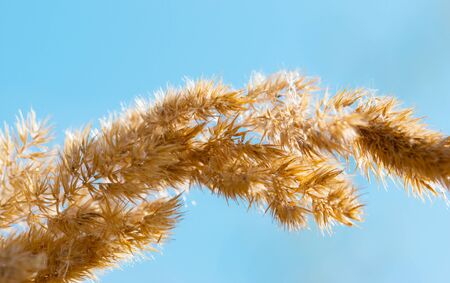 plant with seeds on a blue backgroundの写真素材