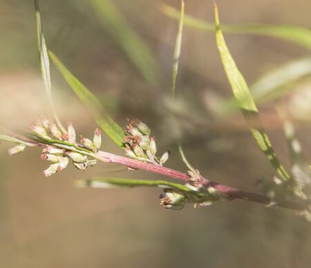 Floral background
