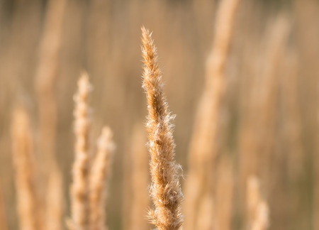 fluffy dry grass