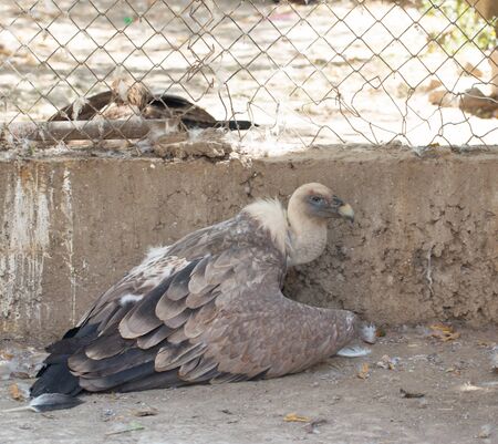 bird vultureの写真素材