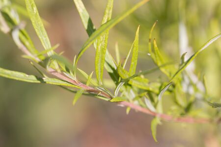 Floral backgroundの写真素材
