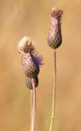 flower with seedsの写真素材