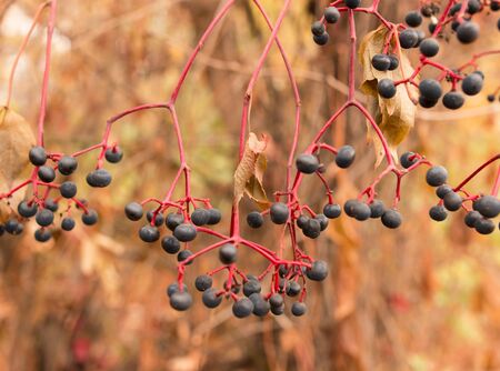 black berries on a branchの写真素材