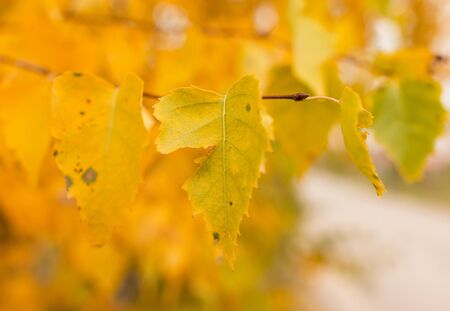 autumn leaves of birchの写真素材