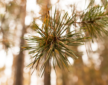 pine needles