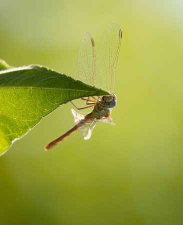 dragonfly on plant backgroundの写真素材