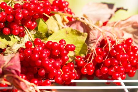berries of viburnumの写真素材
