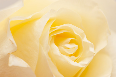 yellow rose petals as backgroundの写真素材