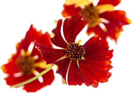 red flower on a white backgroundの写真素材