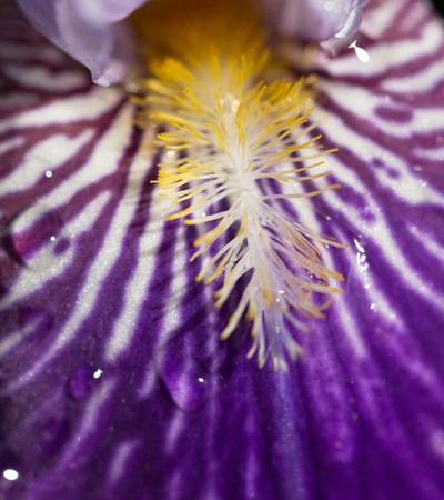 Raindrops on a flower of irisの写真素材