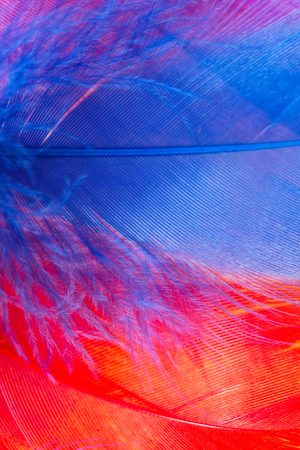 multicolored feathers as a backgroundの写真素材